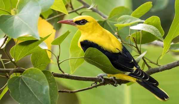 Фото: Обыкновенная иволга