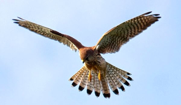 Фото: Пустельга в полете