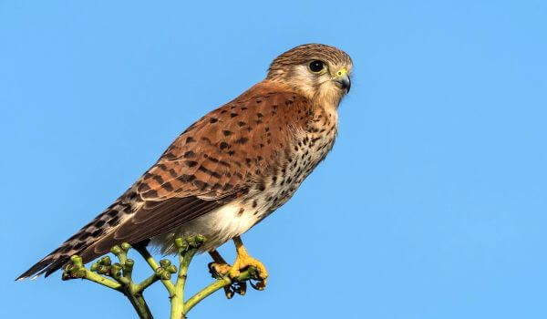 Фото: скопа из Красной книги