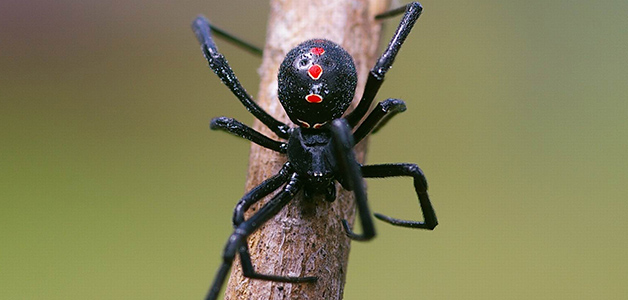 Черная Вдова в Крыму