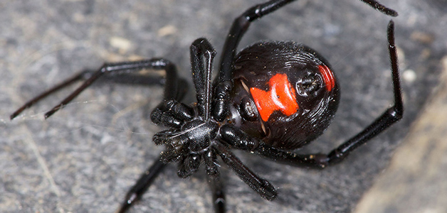 Ядовита ли черная вдова