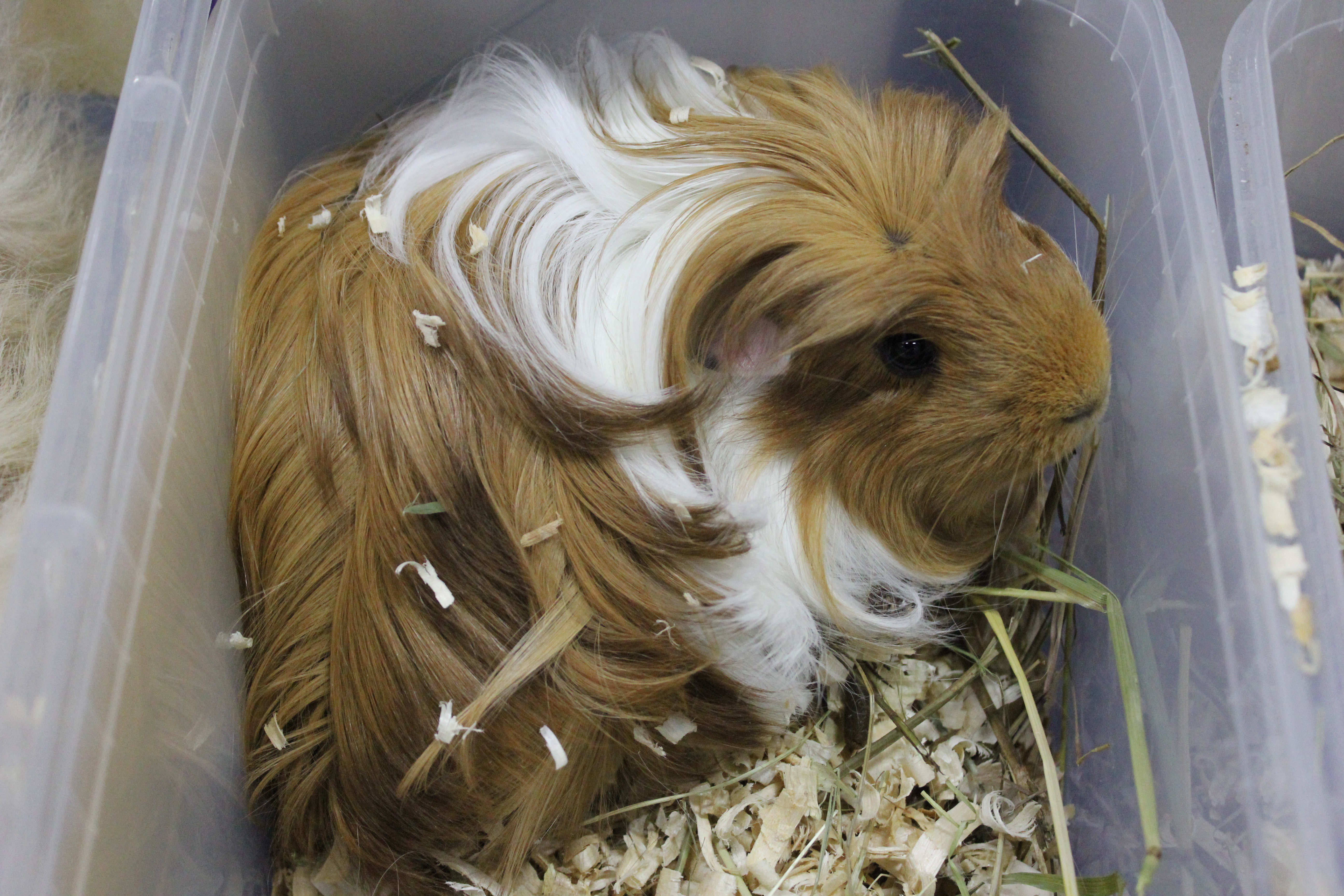 Морские свинки: содержание и уход от А до Я. Чем кормить, как обустроить клетку, преимущества и недостатки морских свинок