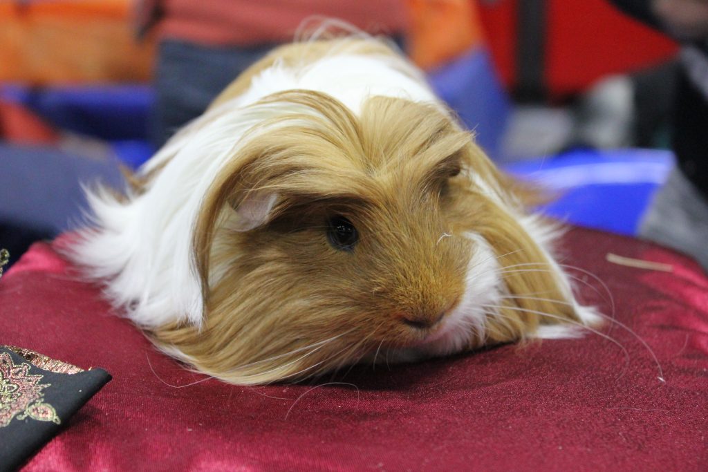 морская-свинка-содержание-и-уксод