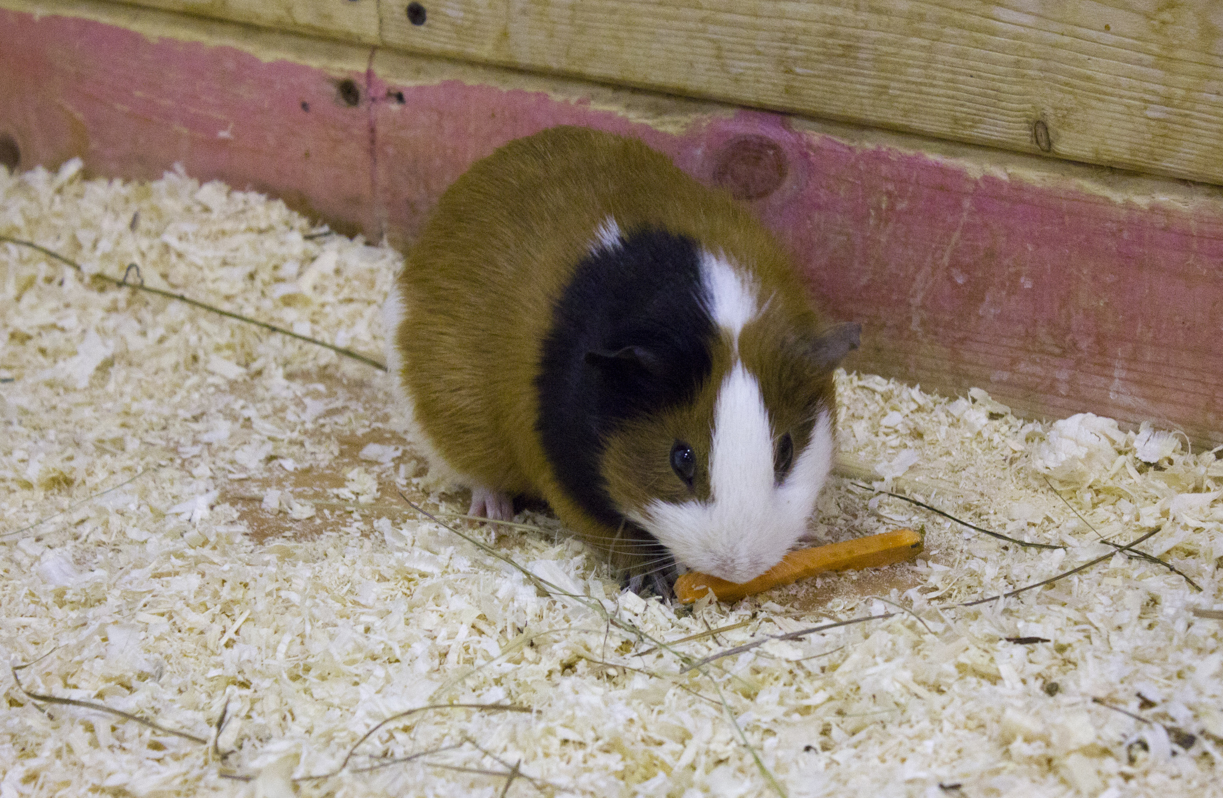 морская-свинка-содержание-и-уксод