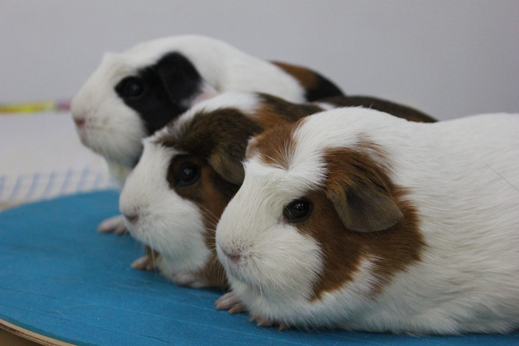 морская-свинка-содержание-и-уход