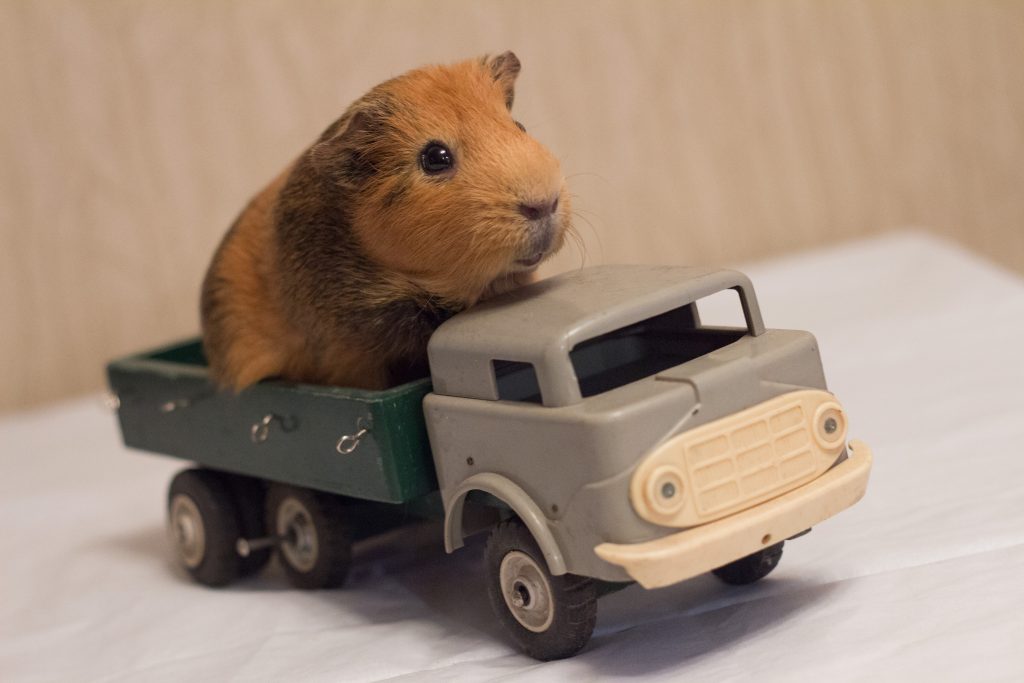 Морские свинки: содержание и уход от А до Я. Чем кормить, как обустроить клетку, преимущества и недостатки морских свинок