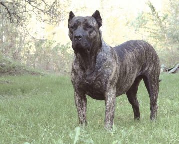 Канарский пес в стойке