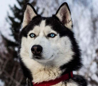 Сибирский хаски
