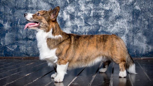 Кардиган полной длины