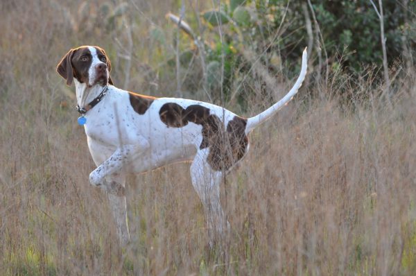 Телосложение