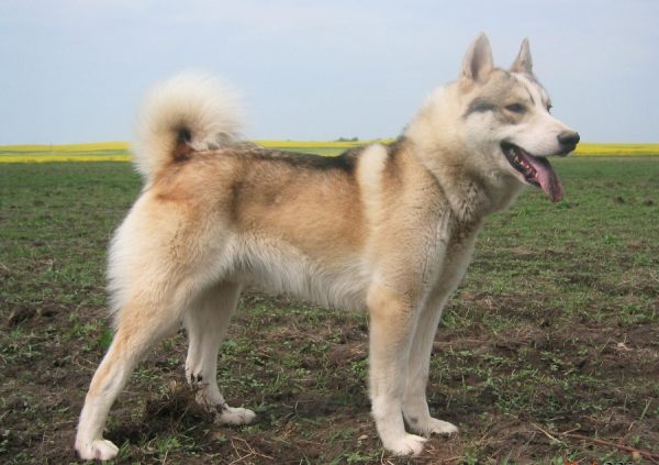 Западносибирская лайка