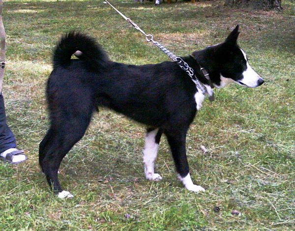 Карельская медвежья собака