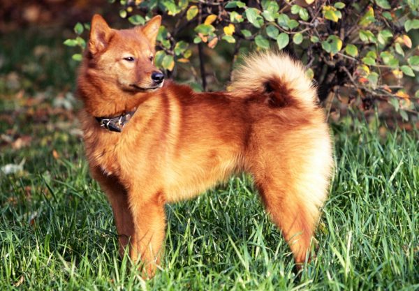 Финский наконечник