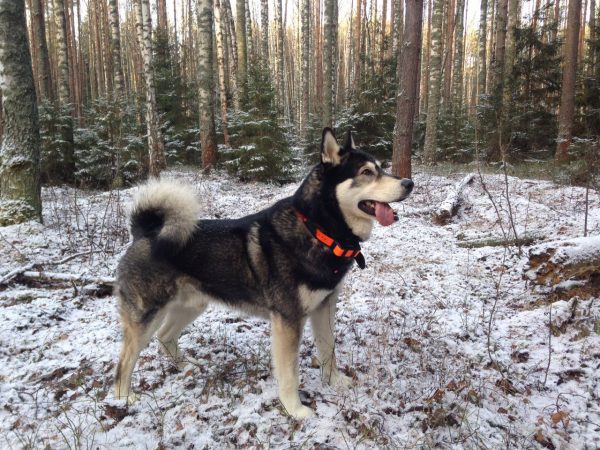 Восточносибирская лайка в лесу