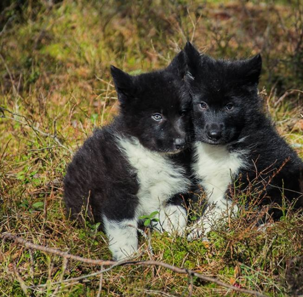 Два щенка вольфхунда