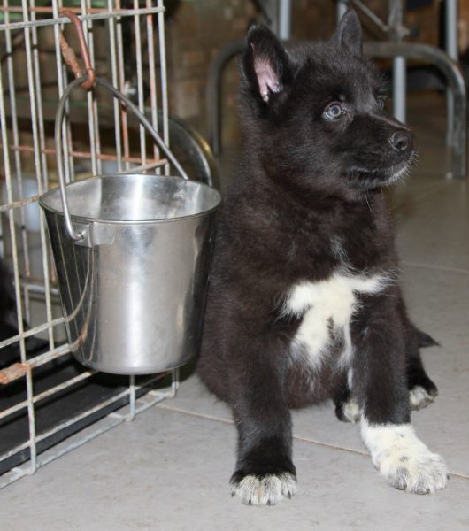 Щенок вольфхунда