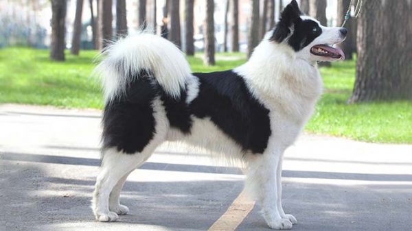 Якутская лайка в стойке