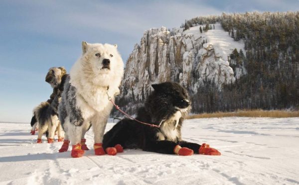 Лайки в упряжке