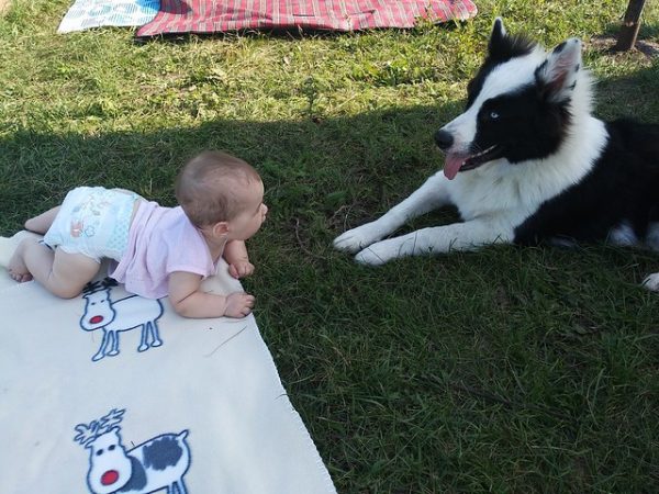 Якутская лайка с ребёнком