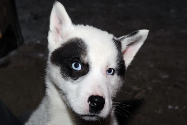 Якутская лайка с короткой шерстью