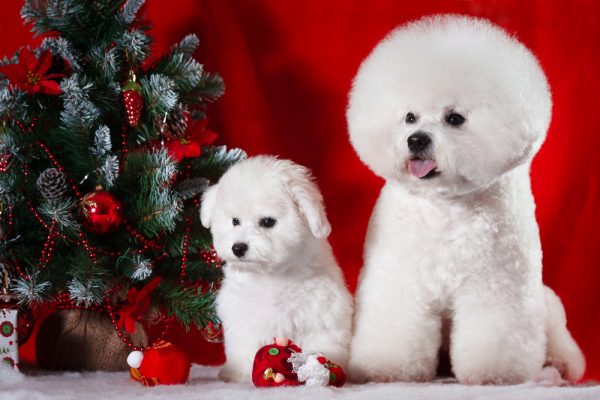 Бишон фризе со щенком