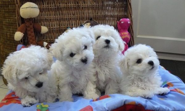 Щенки болоньеза