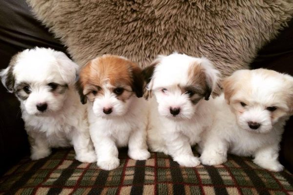 Щенки котон-де-тулеар