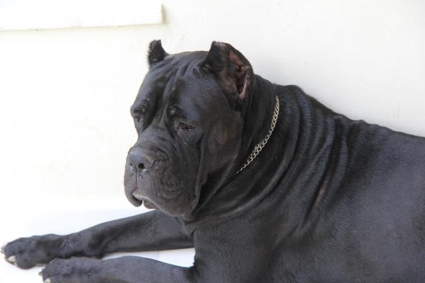 Кане-корсо взрослый