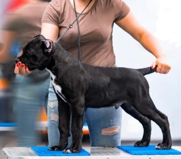 Кане Корсо на выставке