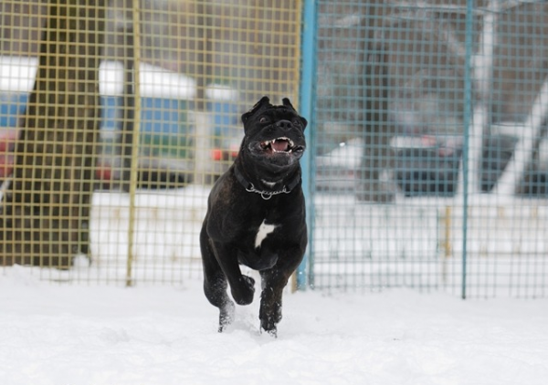 Кане Корсо бегает