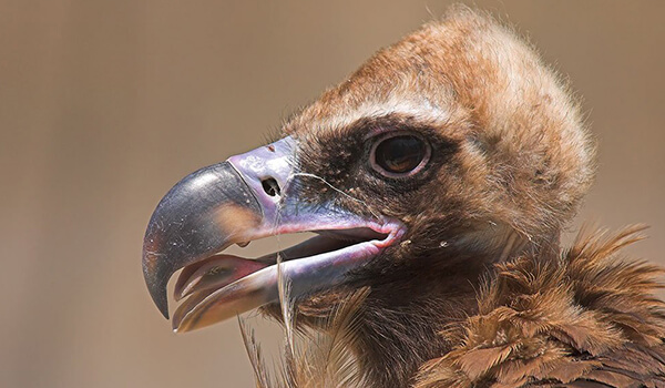 Фото: Птица додо