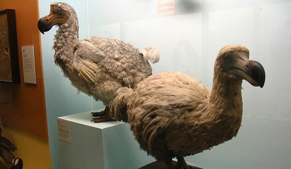 Фото: Исчезнувшая птица додо