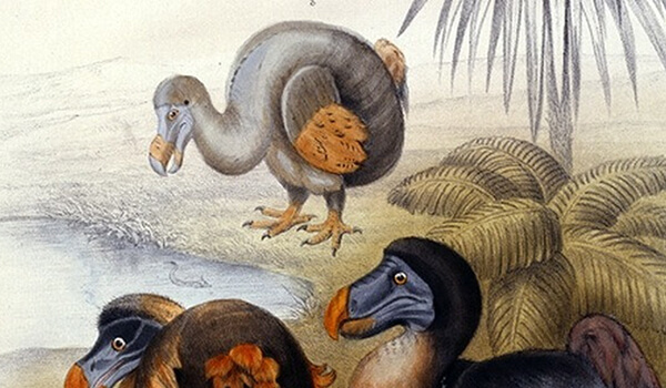 Фото: Птицы додо
