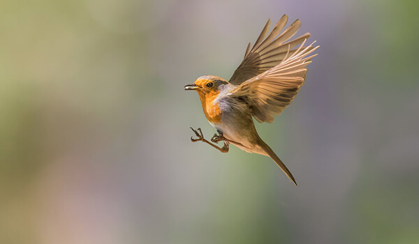 На фото: Робин в бегах