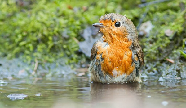 Фото: Робин на природе