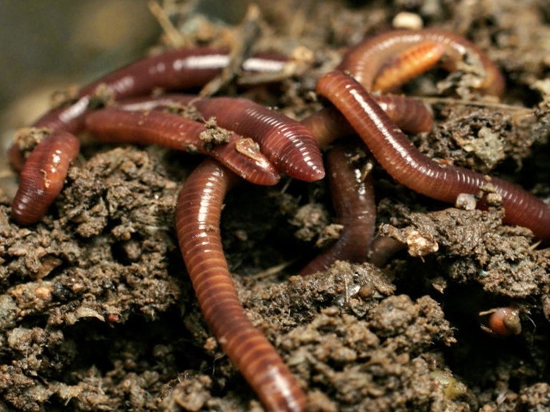 Сельскохозяйственное использование