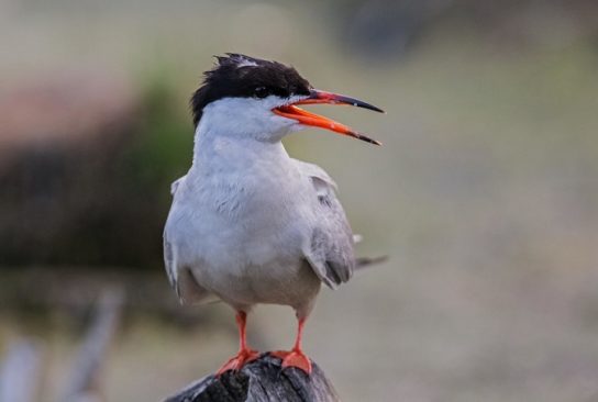 Какая птица ныряет глубже