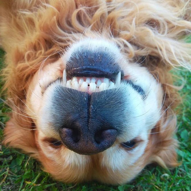 Золотистый ретривер