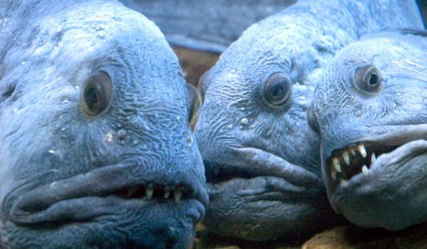 Фото: Нордмаллер