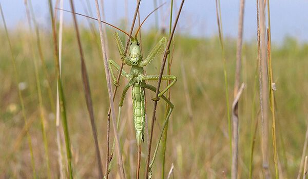 Фото: Степная дыбка в природе