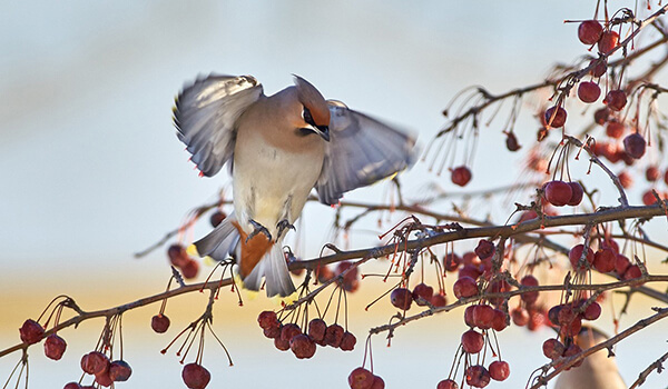 Фото: Свиристел