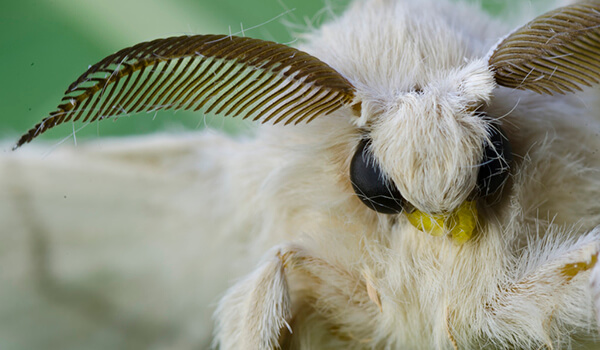 Фото: Тутовый шелкопряд