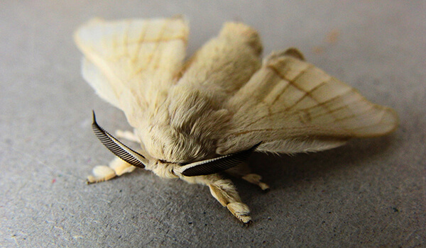 Фото: Бабочка тутовый шелкопряд