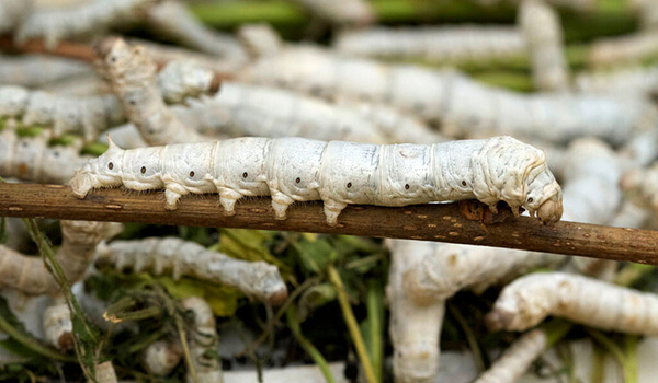 Фото: Личинка тутового шелкопряда