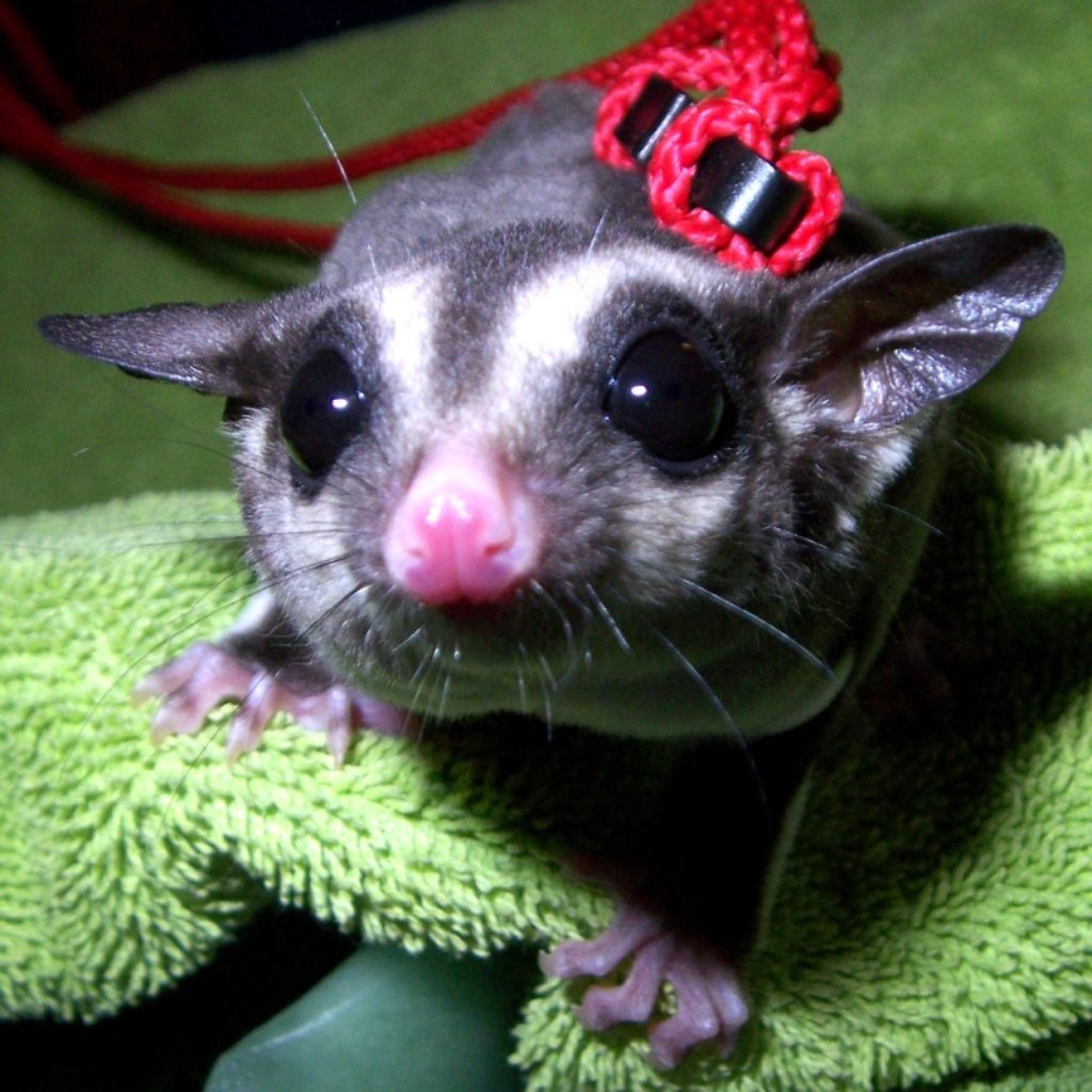 Сахарный поссум в домашних условиях