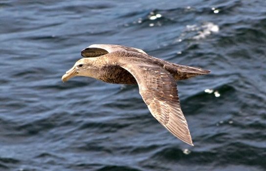 Какая птица ныряет глубже