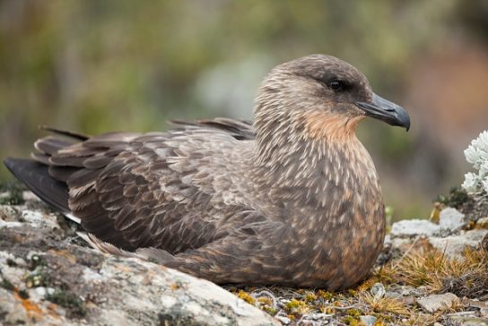 Какая птица ныряет глубже