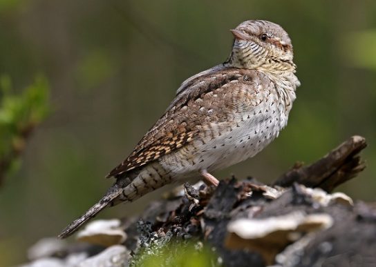 Растительный мир Африки: список редких представителей флоры и фауны, эндемики африканского континента