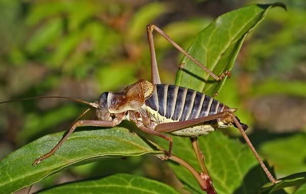 Кузнечики-виды-Описание-имена-особенности-и-фото-кузнечик-виды-13