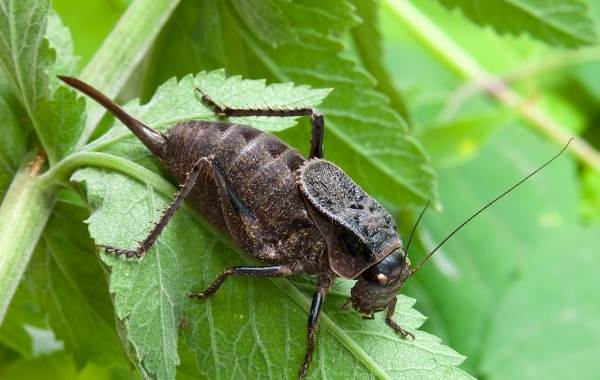 Кузнечики-виды-описание-названия-особенности-и-фото-кузнечик-виды-14